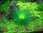 Preview: Eriocaulon cinereum - Seeigelpflanze 1-2-Grow!